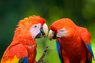 Two Scarlet Macaw (Ara macao) quarreling together, Costa Rica.