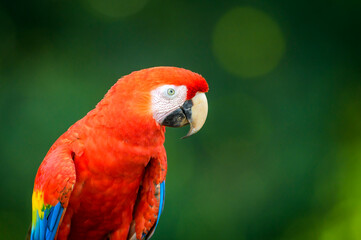 Scarlet Macaw (Ara macao) portrait, Costa Rica.