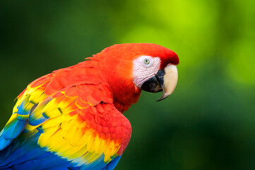 Scarlet Macaw (Ara macao) portrait, seen from behind, Costa Rica.