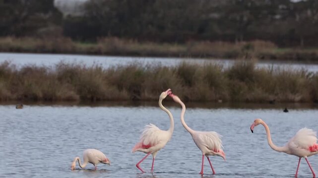 flamingos in lake