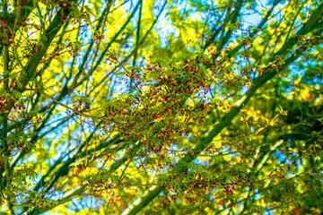 colorful branches of tree under blue sky 