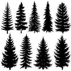 Obraz premium A beautiful set of silhouettes of tall pine trees on a bright white background