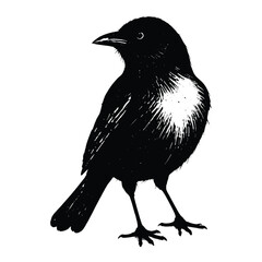Stylized Black Bird Illustration