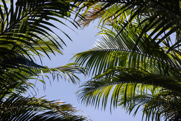 Fototapeta premium A lush green palm tree with its leaves spread out in the air