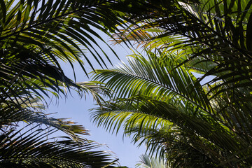 Fototapeta premium A lush green forest with palm trees and leaves