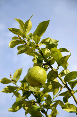 citronnier, variete Duplex, citrus limon