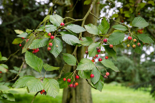 Alisier blanc, sorbus aria