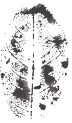 Fototapeta premium Ink leaf texture stamp graphics