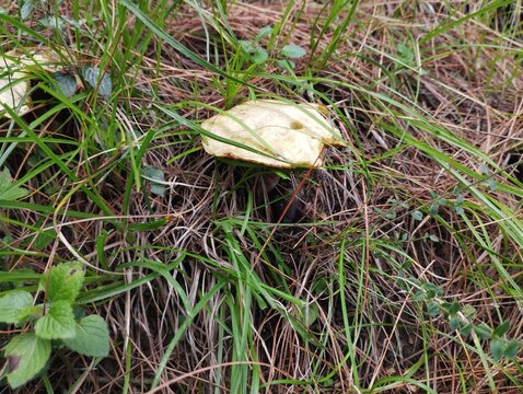 messroom in jungle with grass  