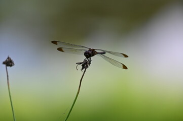 トンボの静かな佇まい
