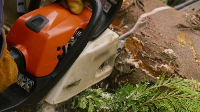 Chainsaw Cutting Through Large Wooden Log in Slow Motion with Worker Wearing Protective Gloves. Cutting Logs for Burning Fuel Fire During Winter 4K