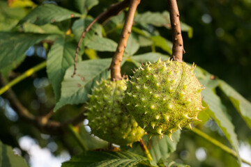 The chestnut tree and its thorny fruits.
