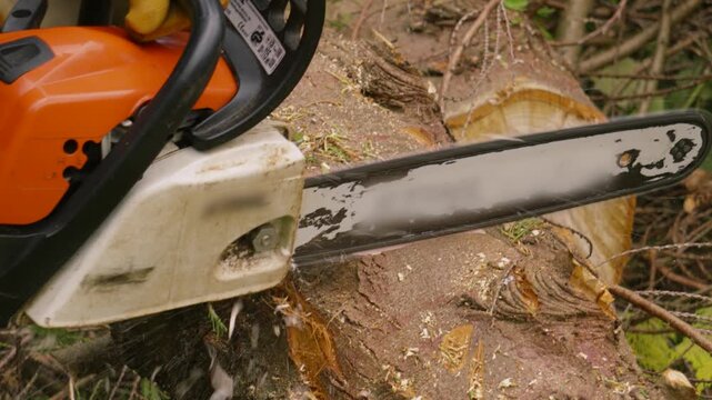 Chainsaw Starting to Cut into Large Tree Log After Being Felled in Forest with Sawdust Flying in Slow Motion 4K