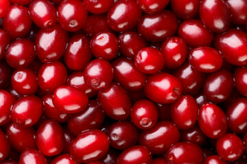 Dogwood berries close-up, background. Top view