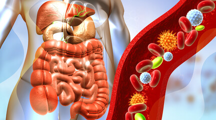 Human digestive system anatomy with virus and blood cells. 3d illustration..