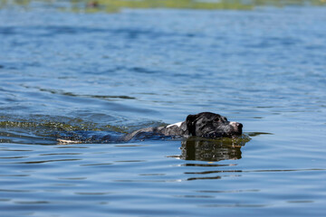 black dog in water