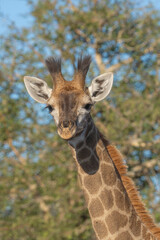 A closeup of a young giraffe with fluffy horns looking into the camera, Kruger National Park. 