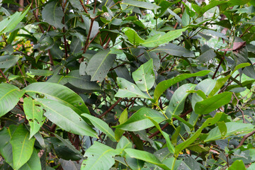 Avocado tree green plant healthy fruit farm. Smart farmer growing plant in eco green farm sustainable quality control. Avocado fruit Farm planting in eco Farmland biotechnology. Fruit organic farm