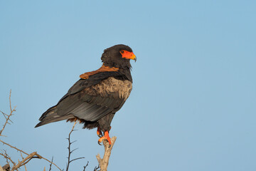 A beautiful Bateleur eagle perched on a single branch with blue sky as background, Kruger Park. 