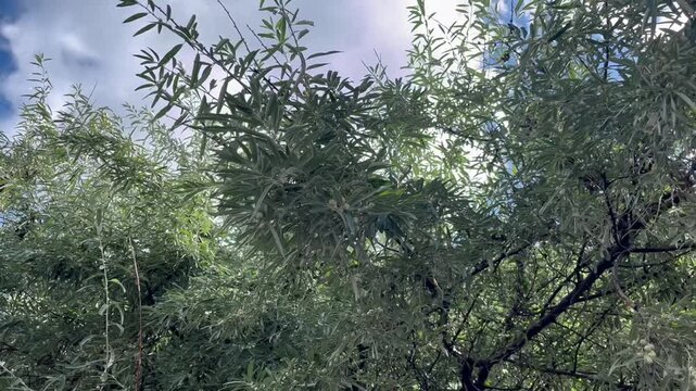 Loch ordinary (Elaeagnus angustifolia L., wild olive tree, djidda, jide, pshat, igda)