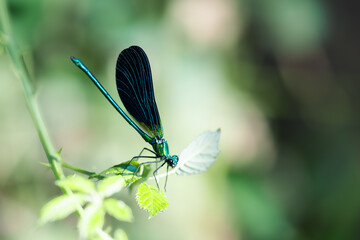 Caballito del diablo verde brillante (Calopteryx virgo), sobre unas hojas verdes