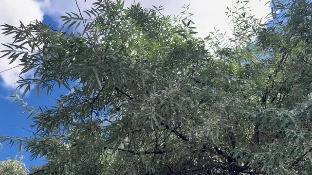 Loch ordinary (Elaeagnus angustifolia L., wild olive tree, djidda, jide, pshat, igda)
