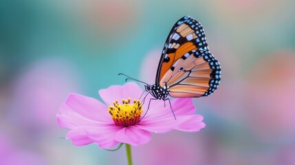 Butterfly on a Pink Flower