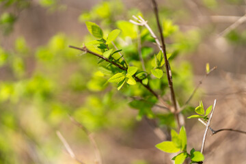 spring flowers in the forest
