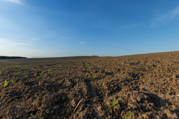sunset in a field with young corn sprouts in a fertile field