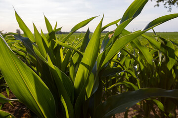 a field with green corn foliage in the summer sunset