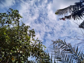 Leaves of Tree Against Cloudy blue Sky. 