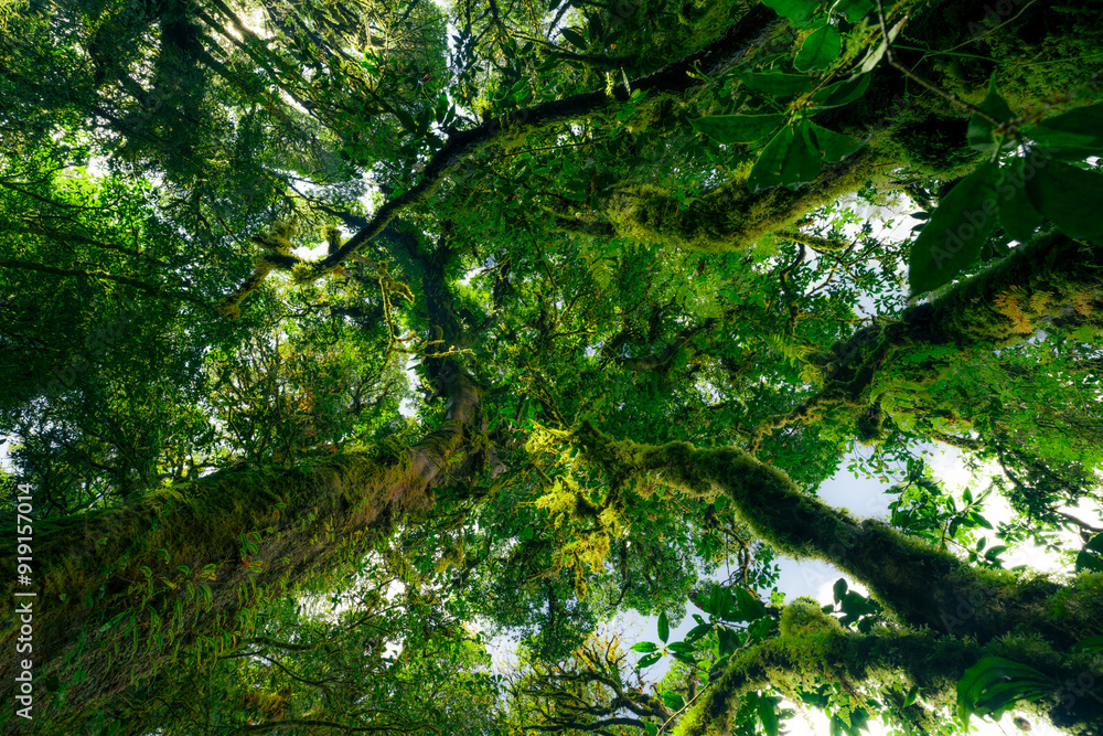 Wall mural looking up view of tree trunk to green leaves of tree in forest with sun light. fresh environment in