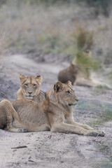Two young lions lying on the dirt road looking to hunt, Sabi Sand Nature Reserve. 