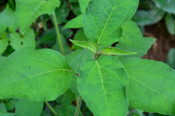 Abstract green leaf texture, tropical leaf foliage nature dark green background