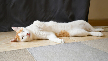Cat sleeping on the floor. Happy ginger and white roll over on its back at home. Home sweet home, safe and secure for pet. 