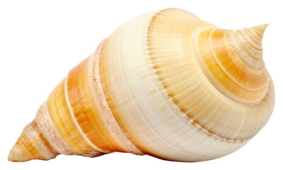 Obraz premium PNG Sea shell invertebrate seashell seafood.