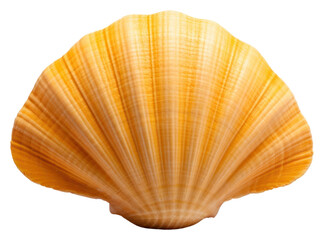 PNG Sea shell invertebrate seashell seafood.