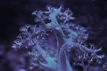 The Kenya Tree Coral (Capnella spp.) is a popular soft coral species among marine aquarium...