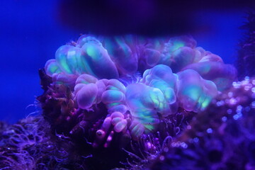 Plerogyra sinuosa, commonly known as the Bubble Coral, is a species of large polyp stony coral...