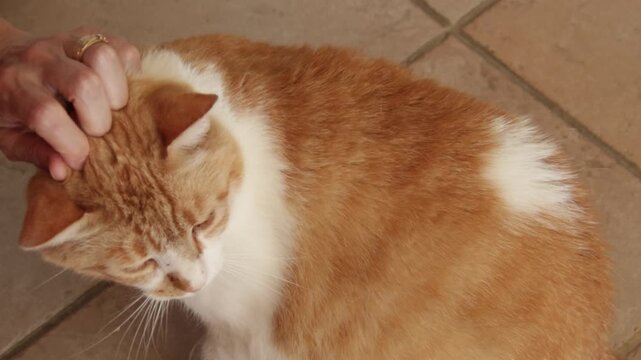 chat se faisant caresser en gros plan