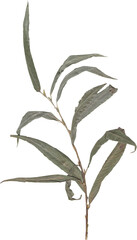dried and pressed flower scanned herbarium plant