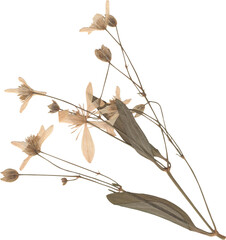 dried and pressed flower scanned herbarium plant