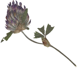 dried and pressed flower scanned herbarium plant