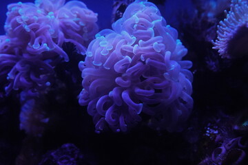 Euphyllia ancora, commonly known as the Anchor Coral or Hammer Coral, is a large polyp stony (LPS)...
