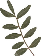 dried and pressed flower scanned herbarium plant