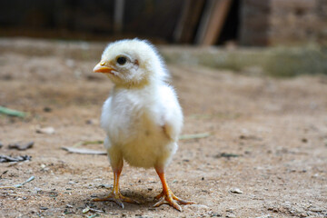 Chicken, farming and agriculture on grass, field or outdoor for free range eating, organic or sustainable farm. Poultry, birds or animal for protein, meat or pet in nature together for sustainability