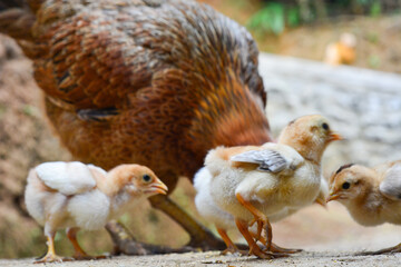 Chicken, farming and agriculture on grass, field or outdoor for free range eating, organic or sustainable farm. Poultry, birds or animal for protein, meat or pet in nature together for sustainability