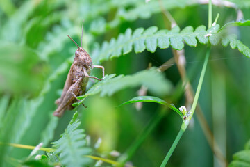 Sprinkhaan op een blad in de natuur