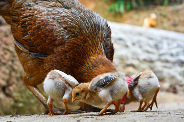 Chicken, farming and agriculture on grass, field or outdoor for free range eating, organic or sustainable farm. Poultry, birds or animal for protein, meat or pet in nature together for sustainability