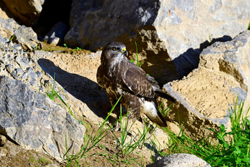 Mäusebussard // Common Buzzard (Buteo buteo)